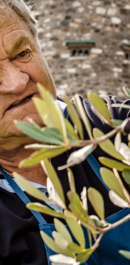Josef Kofler bei der Olivenernte auf dem Weingut Monte am Gardasee