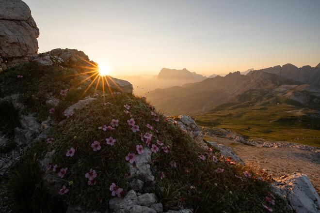 web-socials-dalpiaz-floralpina-1