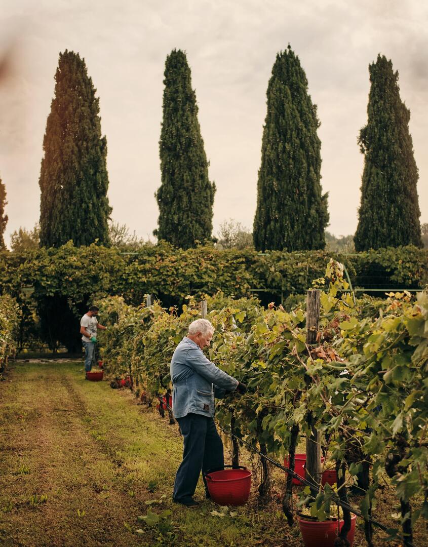 workers-harvesting-grapes-vineyard