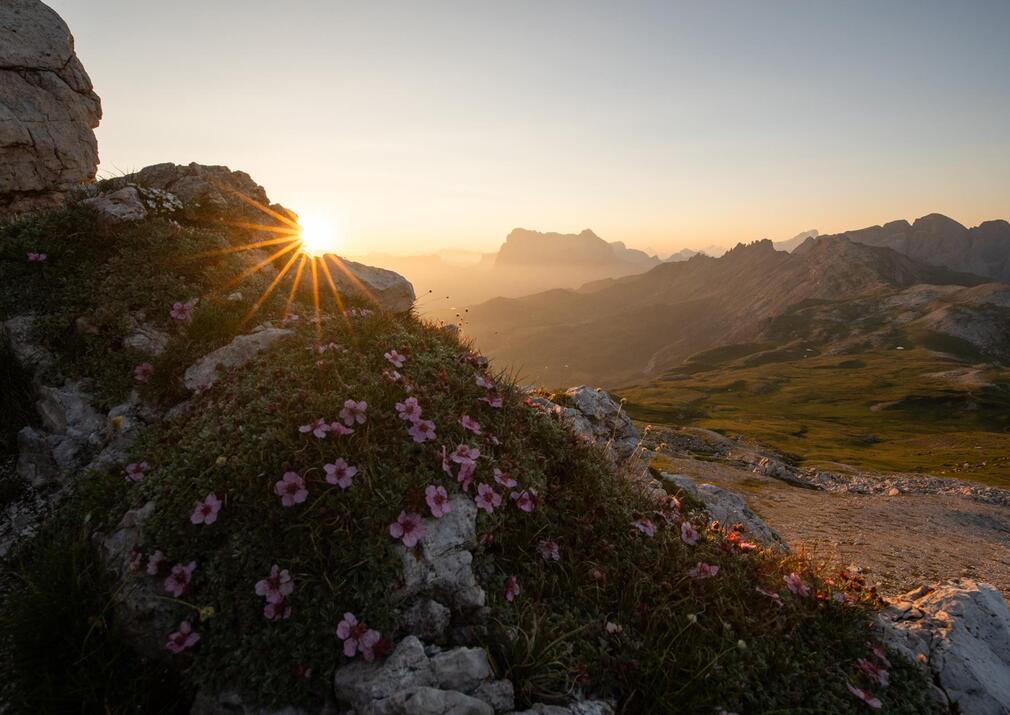 web-socials-dalpiaz-floralpina-1