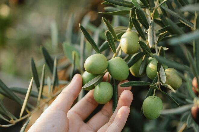 Olive verdi che crescono su un ulivo sul Lago di Garda