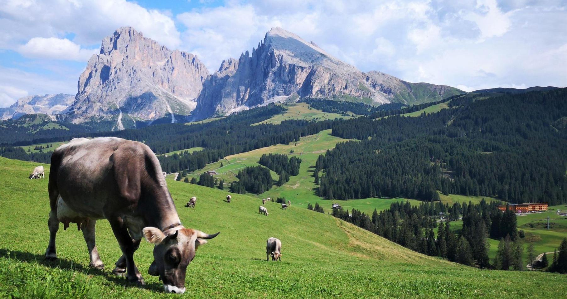 Mucche sull'Alpe di Siusi