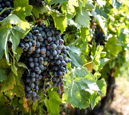 Uva per il nostra vino biologico