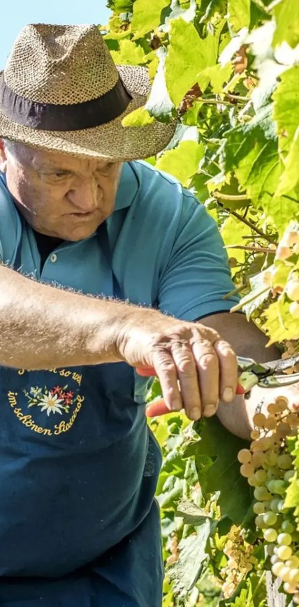 Herr Kofler im Weinberg