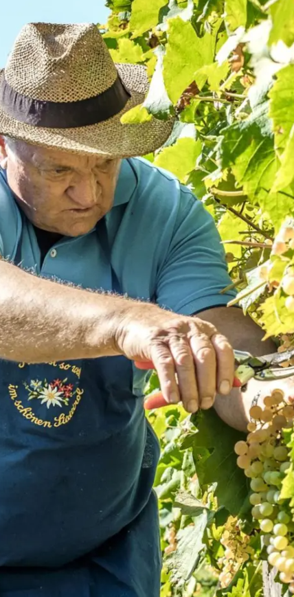 Frisch geerntete weiße Weintrauben aus dem Weinberg am Gardasee