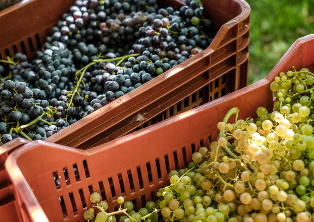 Frisch geerntete rote und weiße Weintrauben für die Weinproduktion am Ansitz Monte