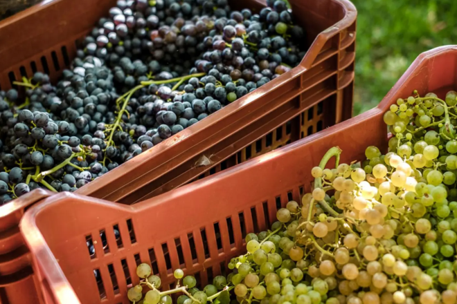 Frisch geerntete rote und weiße Weintrauben für die Weinproduktion am Ansitz Monte